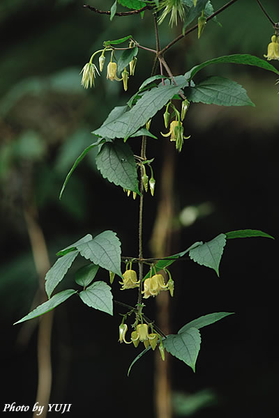 ビロードボタンヅル Clematis leschenaultiana
