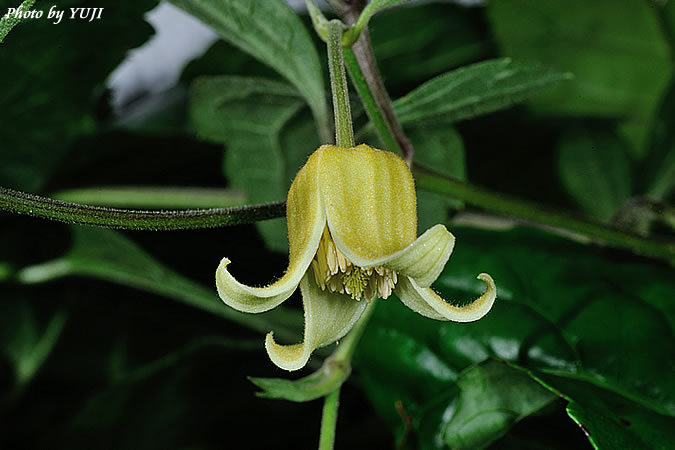 ビロードボタンヅル Clematis leschenaultiana