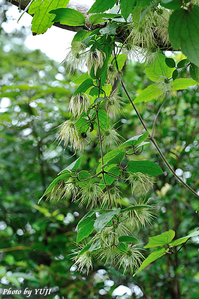 ビロードボタンヅル Clematis leschenaultiana