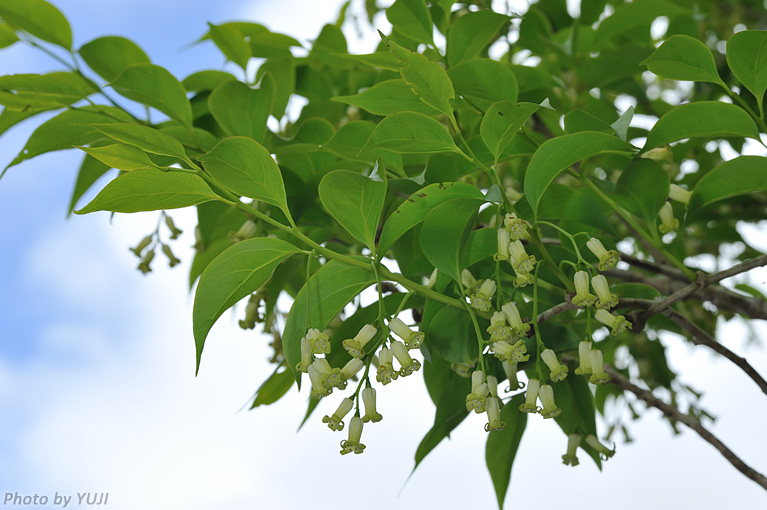 ボロボロノキ Schoepfia jasminodora