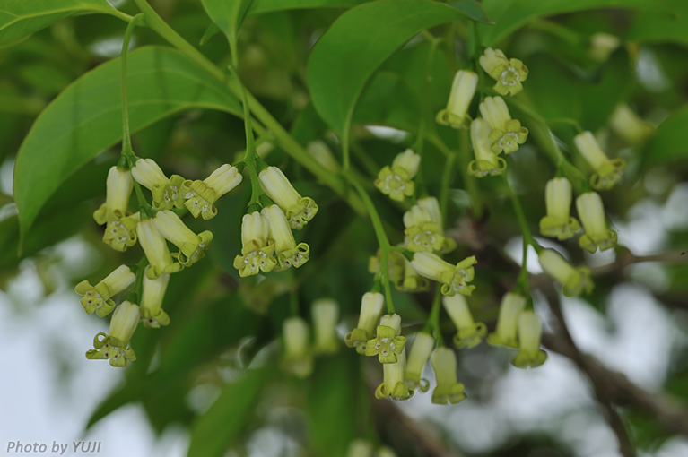 ボロボロノキ Schoepfia jasminodora