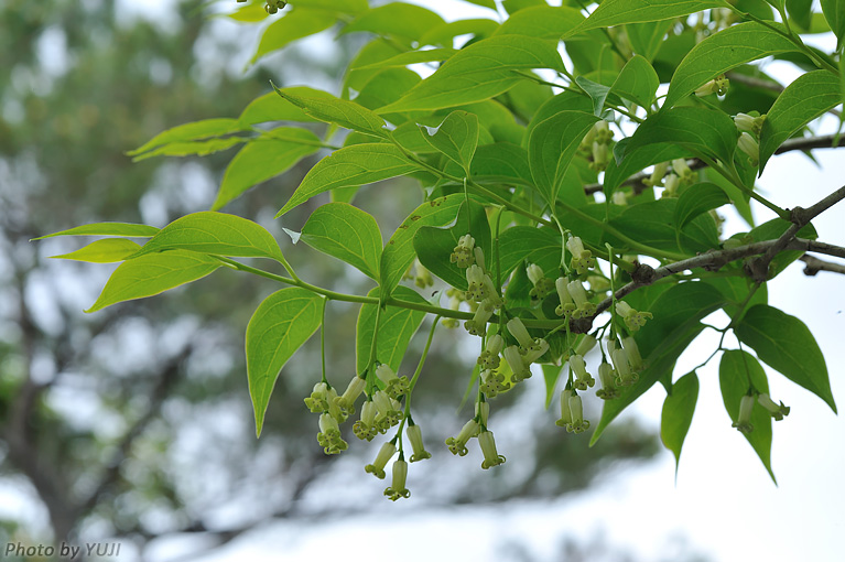 ボロボロノキ Schoepfia jasminodora