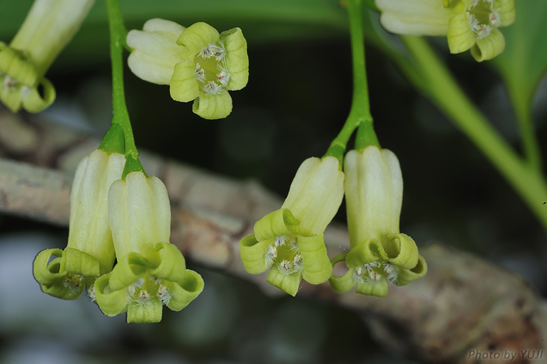 ボロボロノキ Schoepfia jasminodora