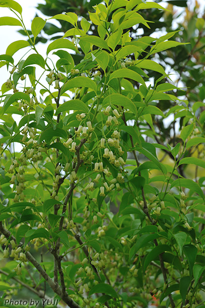 ボロボロノキ Schoepfia jasminodora