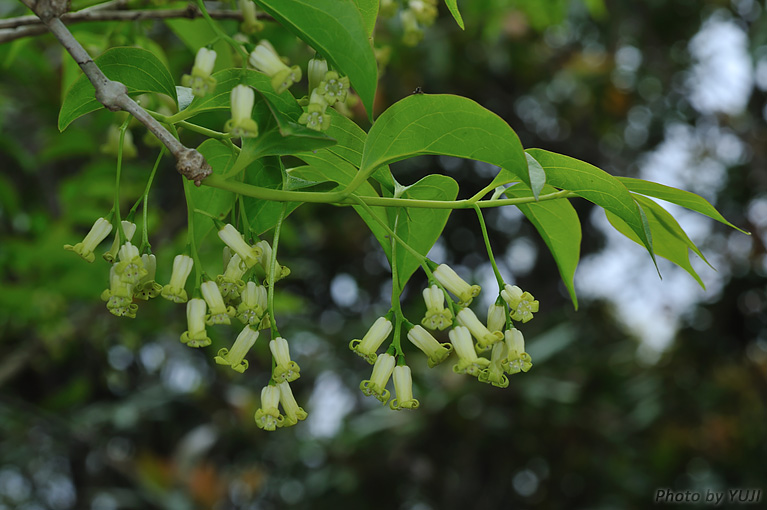 ボロボロノキ Schoepfia jasminodora