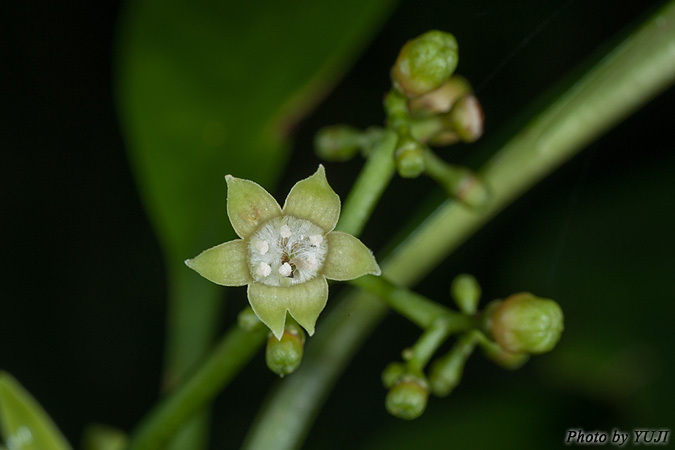 ボチョウジ（リュウキュウアオキ） Psychotria rubra