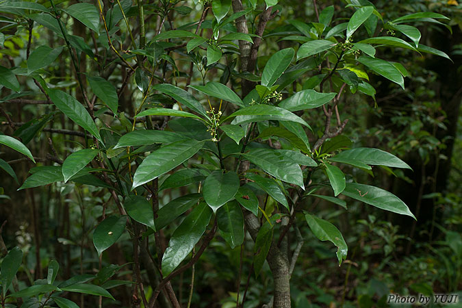 ボチョウジ（リュウキュウアオキ） Psychotria rubra