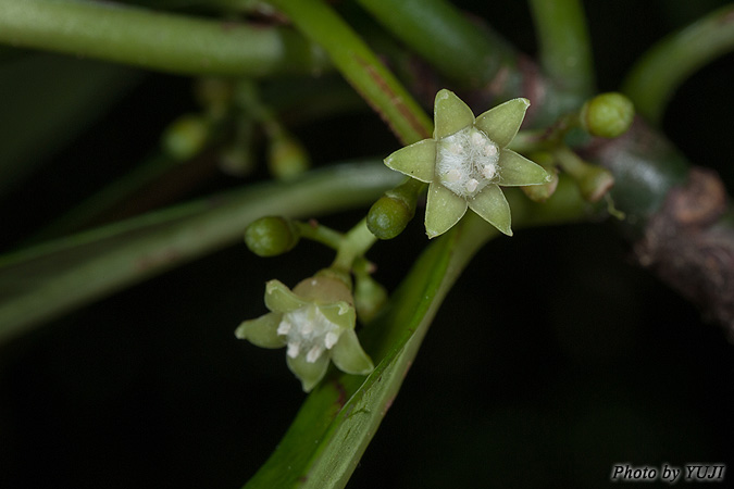 ボチョウジ（リュウキュウアオキ） Psychotria rubra
