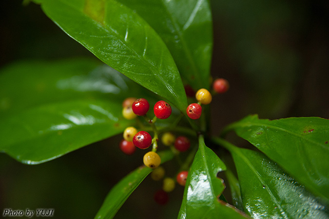 ボチョウジ（リュウキュウアオキ） Psychotria rubra