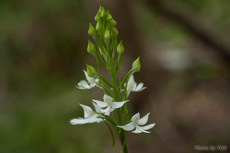 ダイサギソウ Habenaria dentata