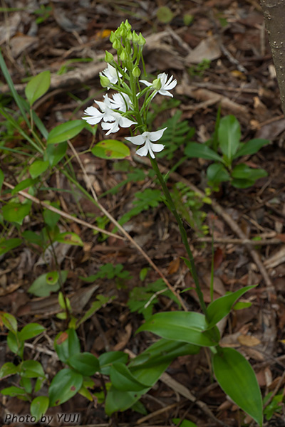 ダイサギソウ Habenaria dentata