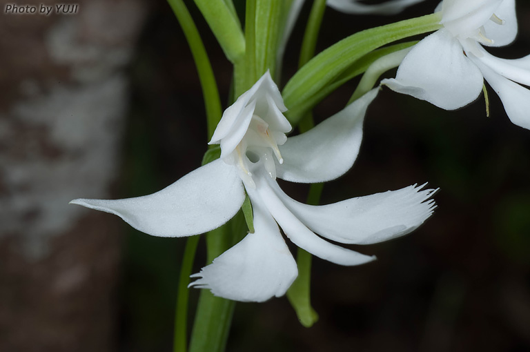 ダイサギソウ Habenaria dentata