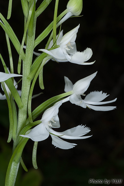 ダイサギソウ Habenaria dentata