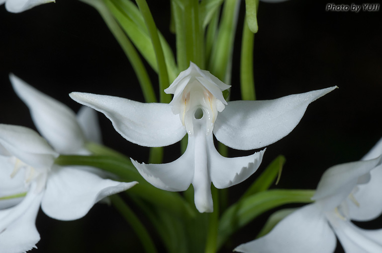 ダイサギソウ Habenaria dentata