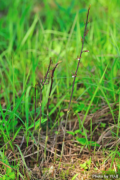 エダウチヤガラ（イモラン、オキナワイモネヤガラ、エダウチイモネヤガラ） Eulophia graminea