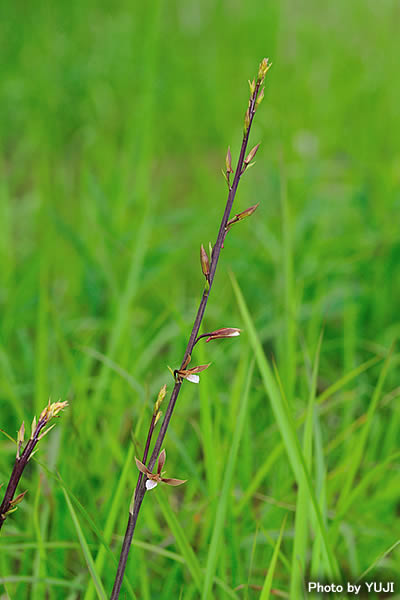 エダウチヤガラ（イモラン、オキナワイモネヤガラ、エダウチイモネヤガラ） Eulophia graminea