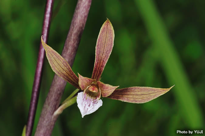 エダウチヤガラ（イモラン、オキナワイモネヤガラ、エダウチイモネヤガラ） Eulophia graminea