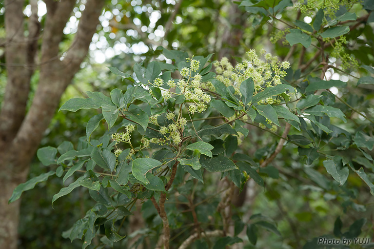 フカノキ Schefflera octophylla