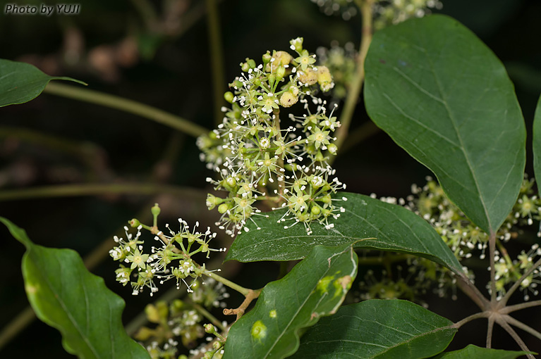 フカノキ Schefflera octophylla