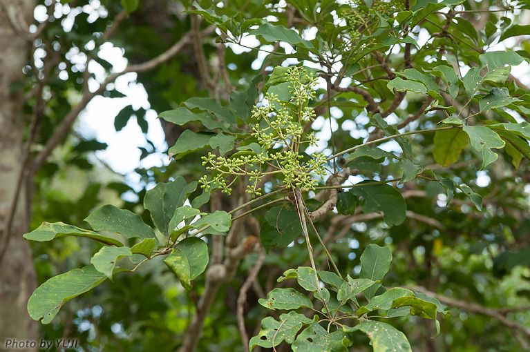 フカノキ Schefflera octophylla