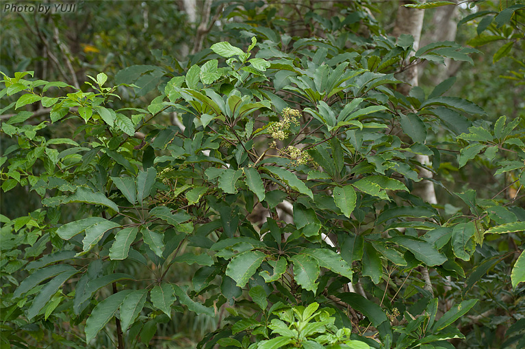 フカノキ Schefflera octophylla