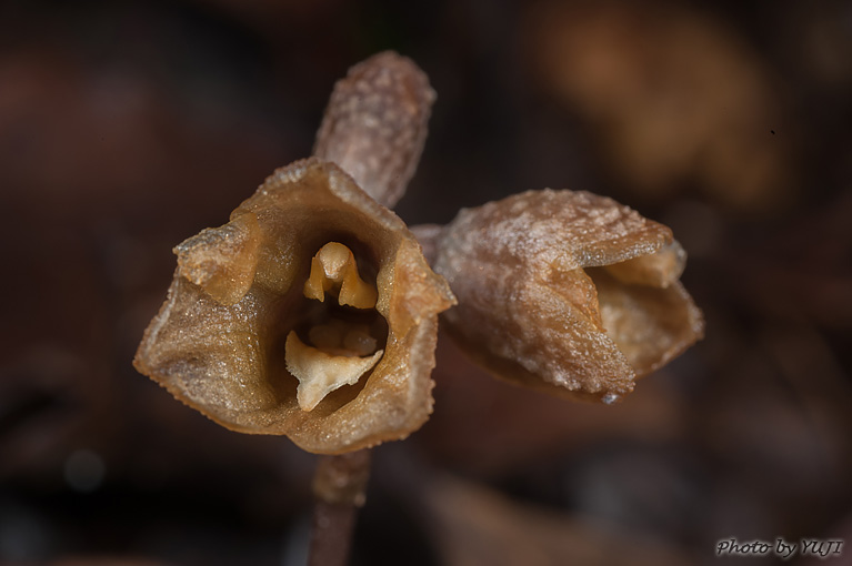 アキザキヤツシロラン？ Gastrodia verrucosa？