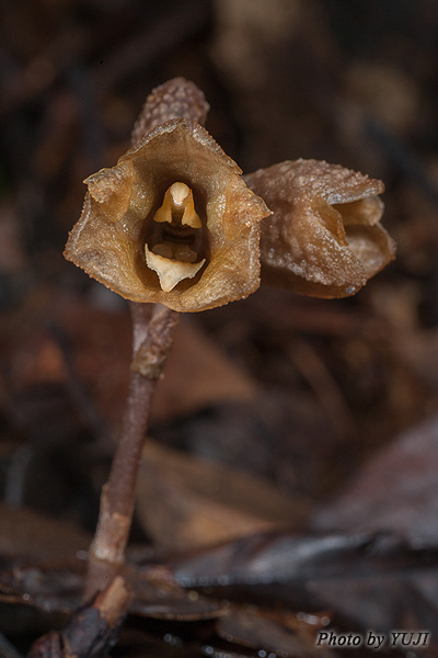 アキザキヤツシロラン？ Gastrodia verrucosa？