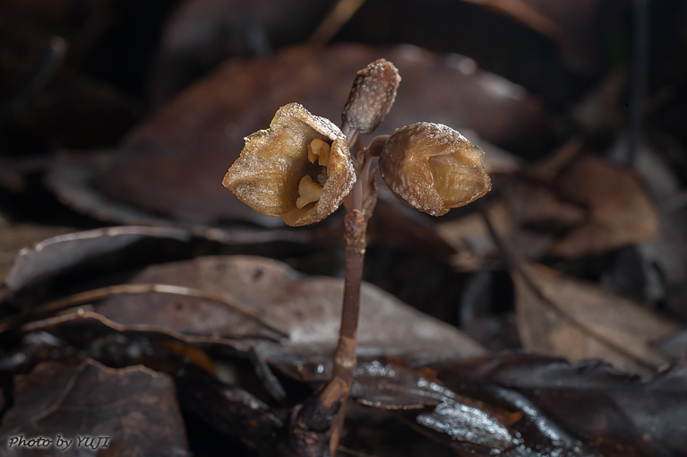 アキザキヤツシロラン？ Gastrodia verrucosa？