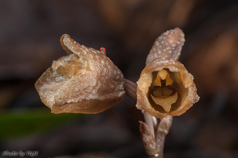 アキザキヤツシロラン？ Gastrodia verrucosa？