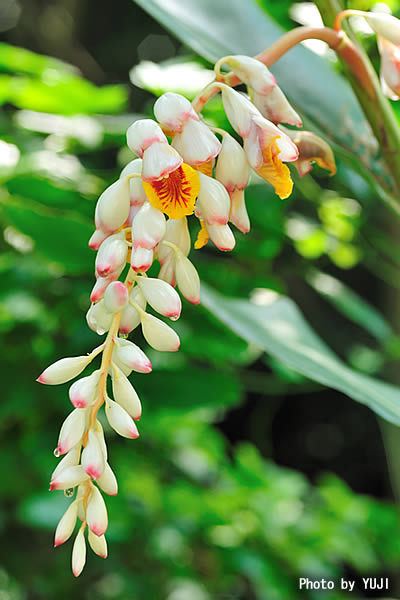 ゲットウ Alpinia zerumbet