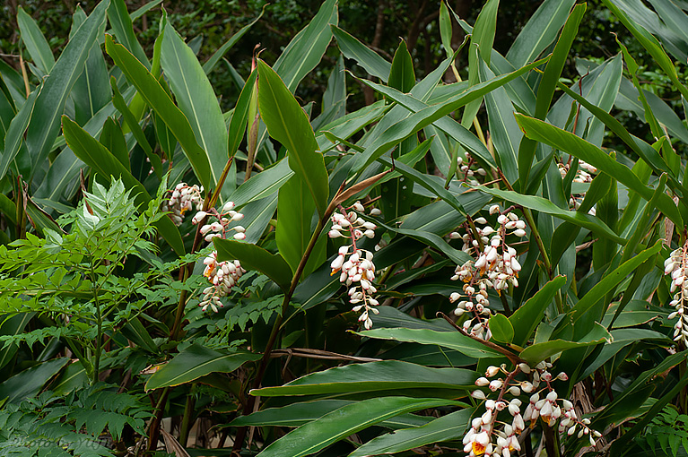 ゲットウ Alpinia zerumbet