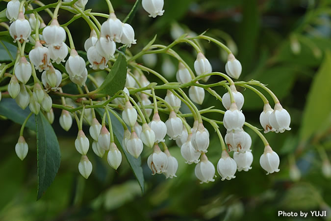 ギーマ Vaccinium wrightii