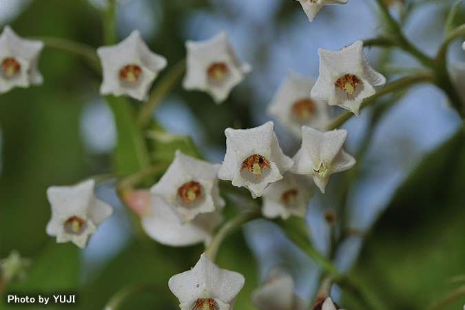 ギーマ Vaccinium wrightii