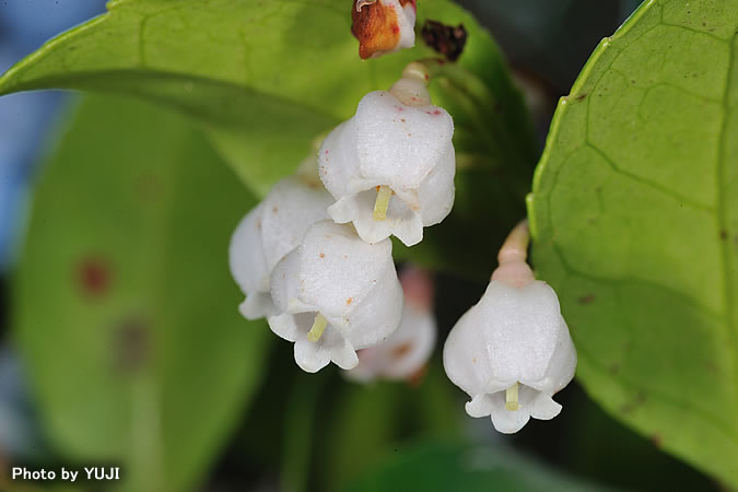 ギーマ Vaccinium wrightii