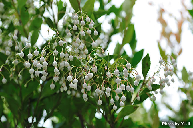 ギーマ Vaccinium wrightii