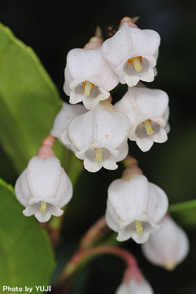 ギーマ Vaccinium wrightii