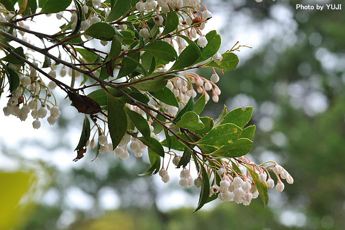 ギーマ Vaccinium wrightii