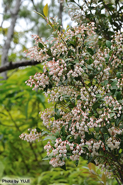 ギーマ Vaccinium wrightii