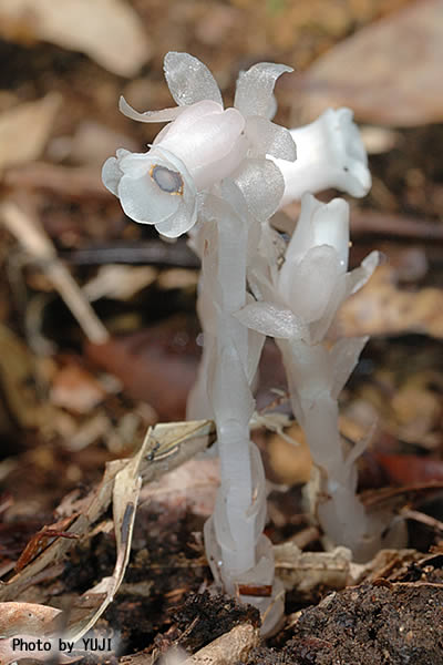 ギンリョウソウ Monotropastrum humile