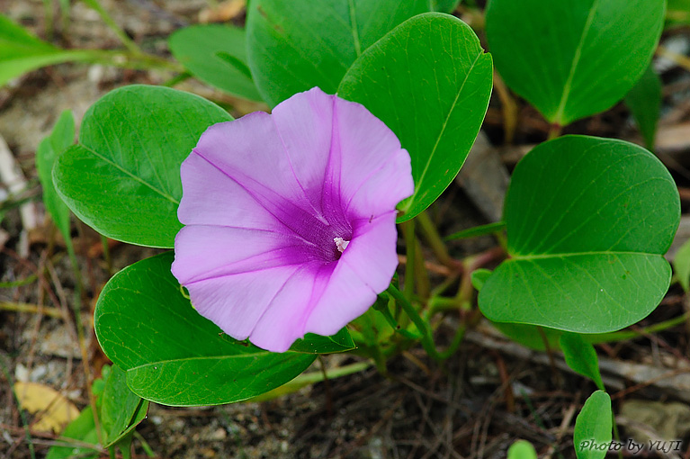 グンバイヒルガオ Ipomoea pes-caprae