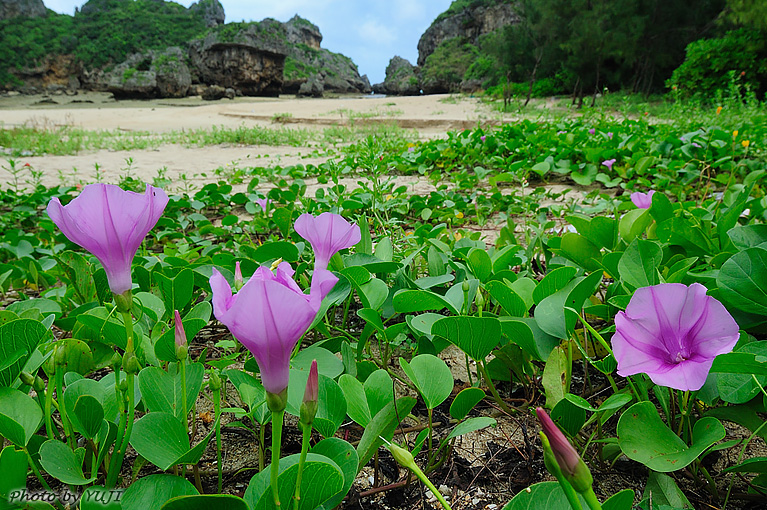 グンバイヒルガオ Ipomoea pes-caprae