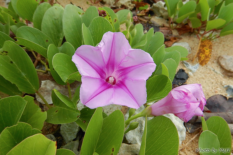 グンバイヒルガオ Ipomoea pes-caprae