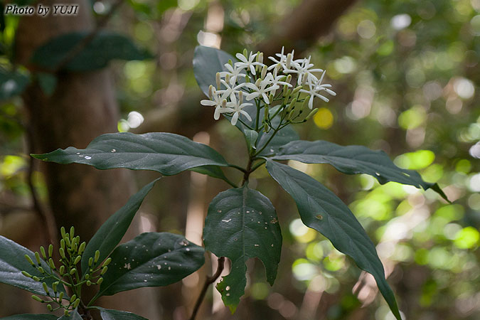 ギョクシンカ Tarenna gracilipes