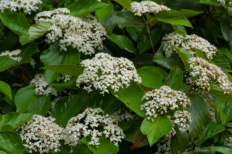 ハクサンボク Viburnum japonicum