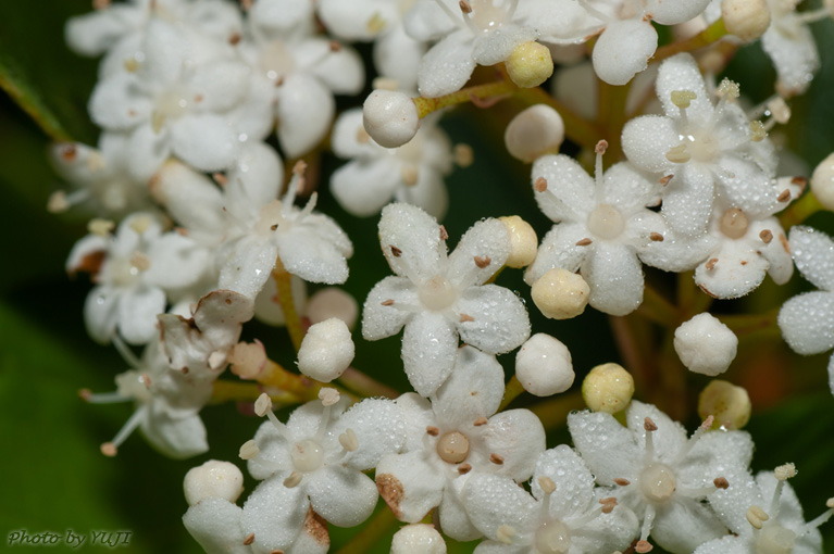 ハクサンボク Viburnum japonicum