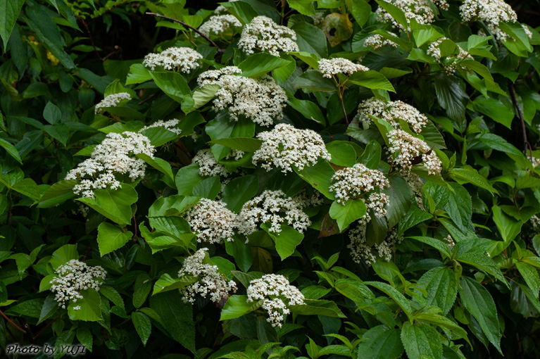 ハクサンボク Viburnum japonicum