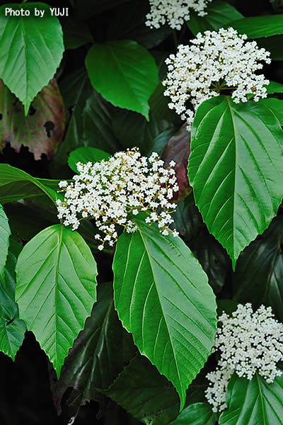 ハクサンボク Viburnum japonicum