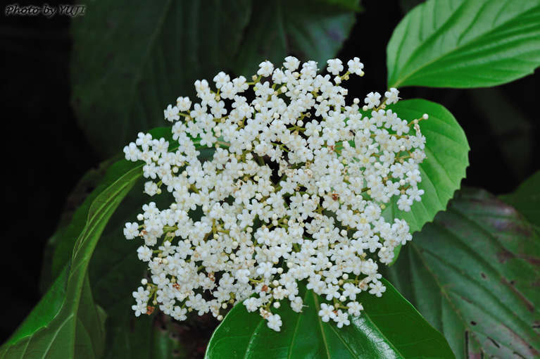 ハクサンボク Viburnum japonicum