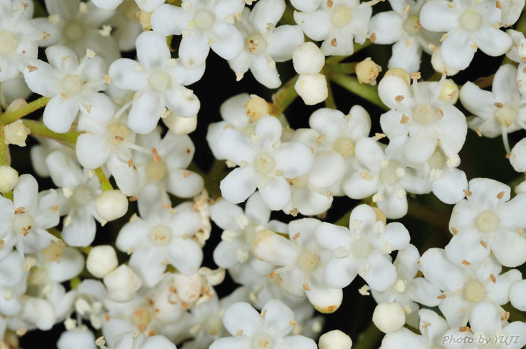 ハクサンボク Viburnum japonicum