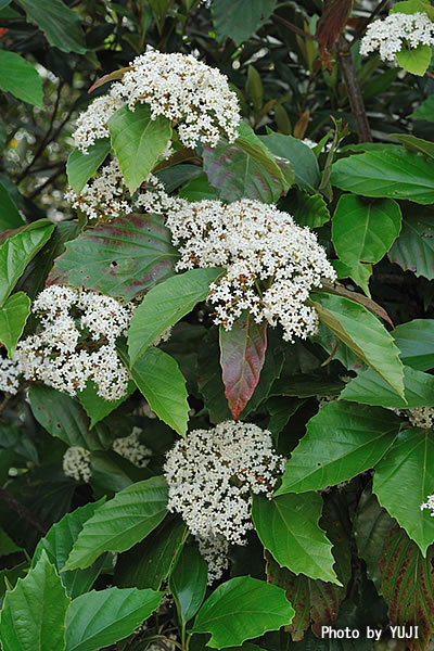 ハクサンボク Viburnum japonicum